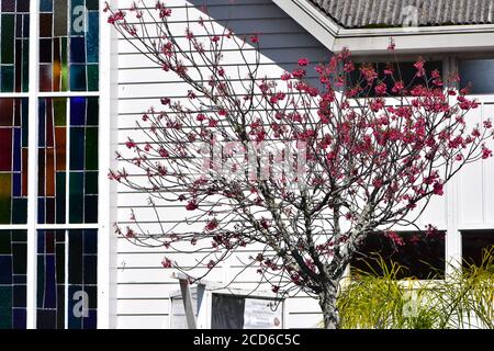 Small tree with dark pink flowers in front of white wooden wall with stained glass window. Stock Photo