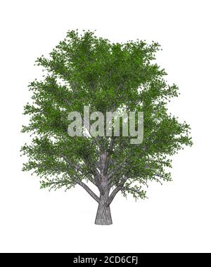 Chestnut tree isolated on white background - 3d render Stock Photo