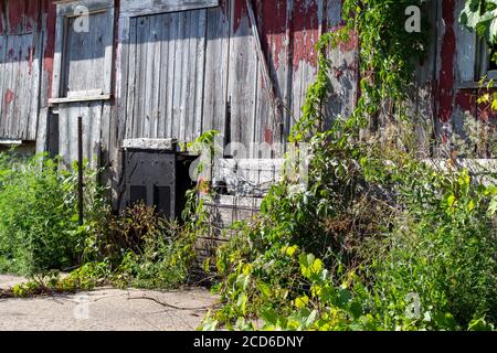 Exterior wood siding on a rustic late 19th Century wooden barn with weathered and worn red peeling paint and scrub foliage Stock Photo