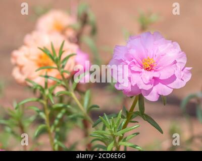 Pink Moss-Rose Purslane and Orange Ones Background Blur Stock Photo