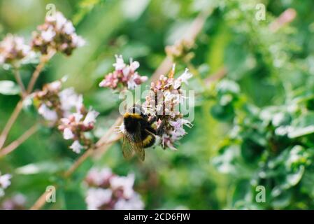 A bumblebee sits on a lilac oregano flower, selective focus Stock Photo