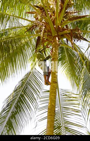 BARACOA, CUBA - Feb 25, 2013: A man gathers coconuts in a coconut palm tree in a biosphere reserve near Baracoa, in eastern Cuba - seen from below. Stock Photo