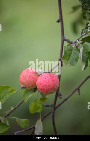 Two red apples on a branch Stock Photo