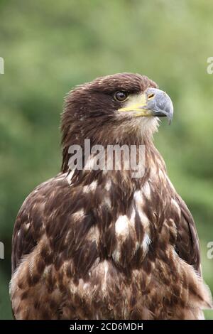 Juvenile Bald Eagle Haliaeetus leucocephalus Stock Photo