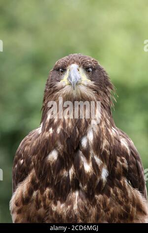 Juvenile Bald Eagle Haliaeetus leucocephalus Stock Photo