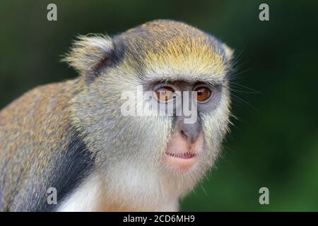 Campbell's Mona Monkey (Cercopithecus campbelli) Stock Photo