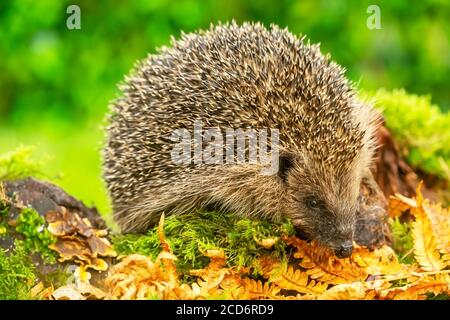 Hedgehog (Scientific or Latin name: Erinaceus Europaeus) foraging in natural woodland habitat with golden ferns and green moss. Landscape.  Copy space Stock Photo