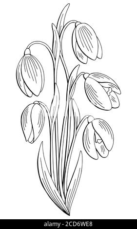 Snowdrop flower graphic black white isolated sketch illustration vector ...