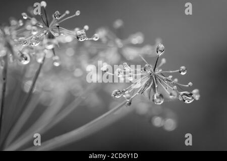 Chaerophyllum hirsutum covered with frost (hoar frost or soft rime) Stock Photo