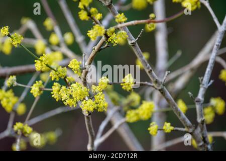 Star-like, yellow flowers of Cornus mas Golden Glory Winter flowering Dogwood. Cornelian cherry 'Golden Glory' in late winter Stock Photo