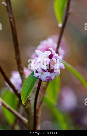 Highly fragrant, purplish-pink and white flowers of Daphne bholua 'Limpsfield', daphne 'Limpsfield' in late winter Stock Photo