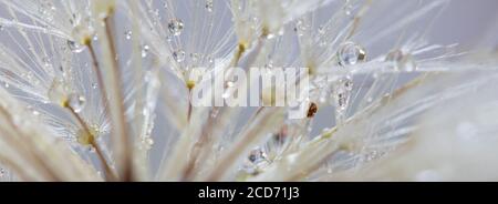 macro of dandelion seed head with water drops Stock Photo