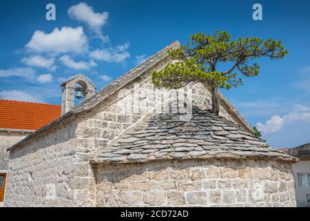 Pine tree growing on the St. Peter's church church rooftop Stock Photo