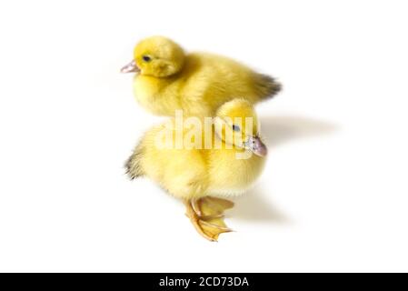 Few days old two yellow duckling isolated on white. Stock Photo