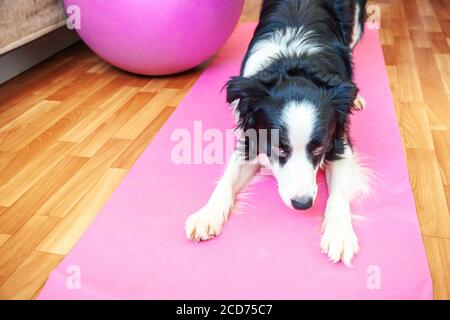 11 Photos of Adorable Animals Doing Yoga - PureWow