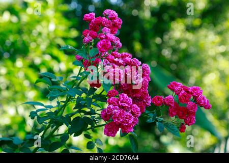 Closeup image of beautiful flowers wall background with amazing Pink and white roses in rose plant Stock Photo