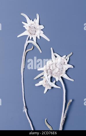 Leontopodium nivale, Leontopodium alpinum, dried alpine mountain flower known as Edelweiss, Alpen-Edelweiß, Stella Alpina, close-up, flat lay Stock Photo