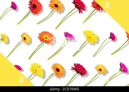 Floral arranged composition with different colors gerbera flowers with shadow on white background. Flat lay pattern, top view. Stock Photo