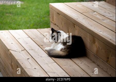 A furry white and brown adult cat sleeping on wooden staircase outdoors Stock Photo