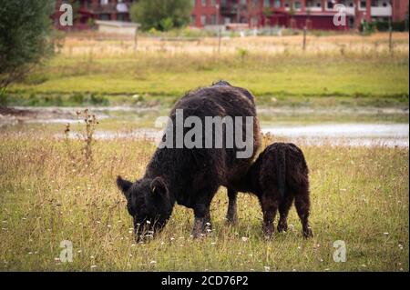 A black galloway cow and her calf standing peacefully in a summer pasture Stock Photo