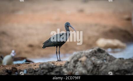 Isolated close up portrait of an Ibis bird Stock Photo