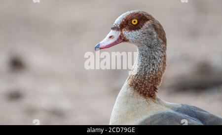 Isolated close up portrait Egyptian goose- Israel Stock Photo