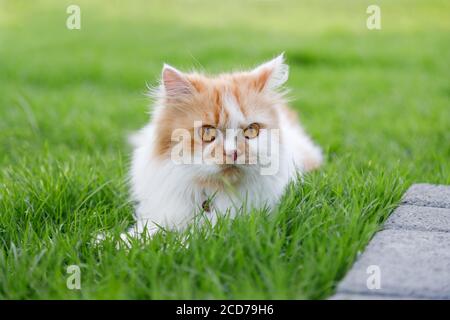 The cute Persian cat is sitting on a green grass field, and looking something, selective focus shallow depth of field Stock Photo