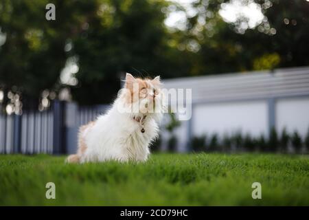 The cute Persian cat sitting on a green grass field, and looking something, selective focus shallow depth of field Stock Photo