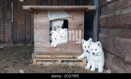 Cute puppies of a white Swiss Shepherd in a wooden booth look into the camera Stock Photo