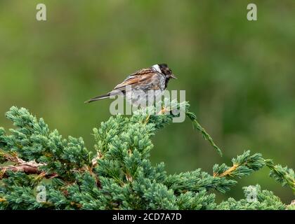 Bunting reed (Emberiza schoeniclus), male sitting on Juniper (Juniperus communis), Dumfries, SW Scotland Stock Photo