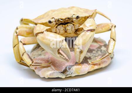 Crab skeleton isolated on white background Stock Photo
