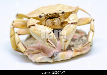 Crab skeleton isolated on white background Stock Photo