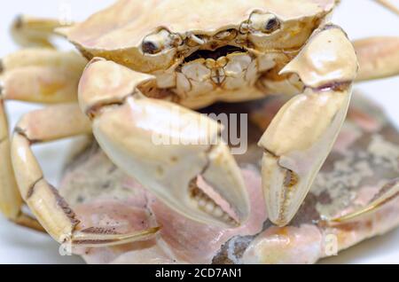 Crab skeleton isolated on white background Stock Photo