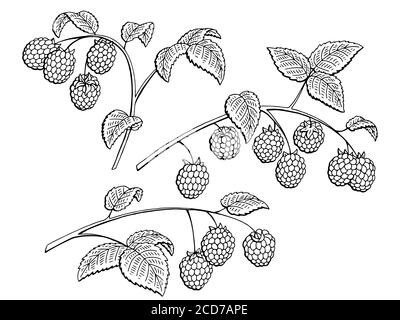 Raspberry graphic branch black white isolated set sketch illustration vector Stock Vector