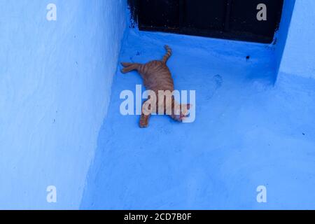 An orange tabby in  Chefchaouen Stock Photo