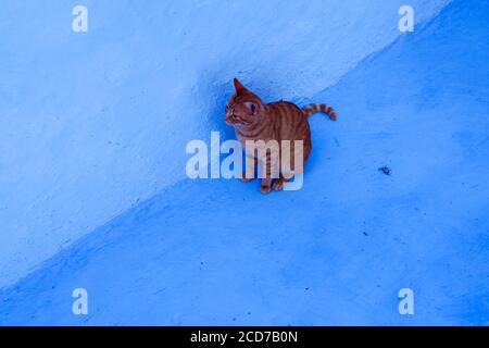 An orange tabby in  Chefchaouen Stock Photo