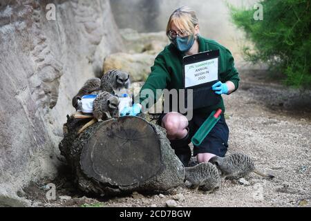 Senior keeper Laura Garrett weighs meerkats during the annual weigh-in at ZSL London Zoo, London. Stock Photo