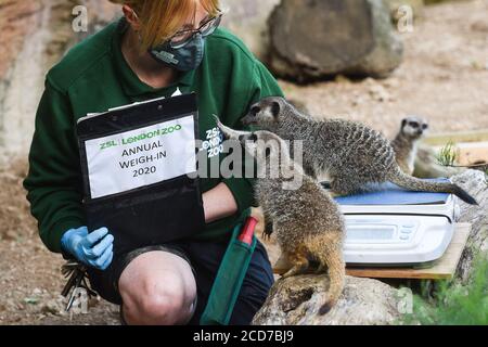 Senior keeper Laura Garrett weighs meerkats during the annual weigh-in at ZSL London Zoo, London. Stock Photo