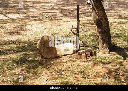 Black and white Magpie Lark drinking water in an Australian garden Stock Photo