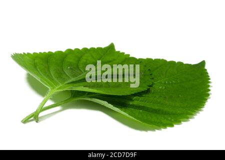 It is a kind of leaf vegetable for ssam. Ssam, one of the Korean dishes, means eating meat, rice, soybean paste, and other foods wrapped in leaf veget Stock Photo