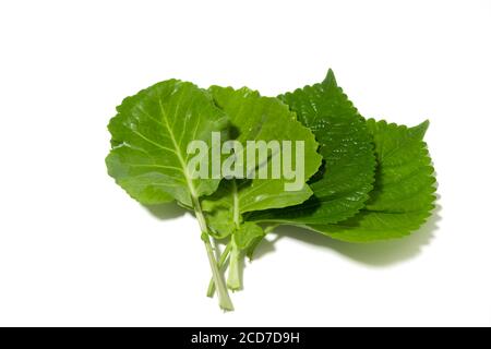 It is a kind of leaf vegetable for ssam. Ssam, one of the Korean dishes, means eating meat, rice, soybean paste, and other foods wrapped in leaf veget Stock Photo