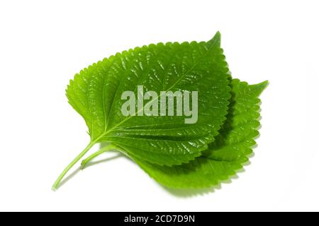 It is a kind of leaf vegetable for ssam. Ssam, one of the Korean dishes, means eating meat, rice, soybean paste, and other foods wrapped in leaf veget Stock Photo