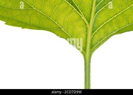 It is a kind of leaf vegetable for ssam. Ssam, one of the Korean dishes, means eating meat, rice, soybean paste, and other foods wrapped in leaf veget Stock Photo