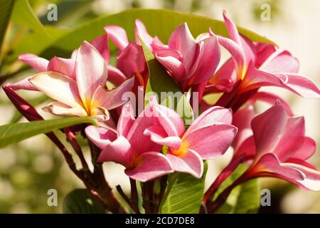 Beautiful Frangipani flowers in bloom in the Australian garden Stock Photo