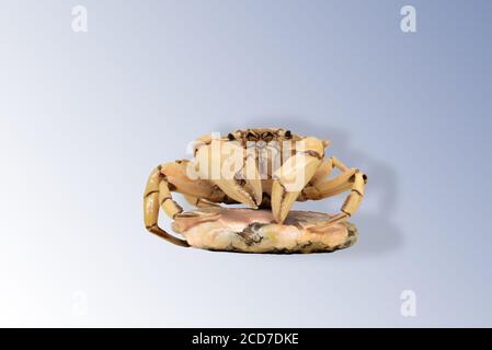 Crab skeleton isolated on white and blue gradient background Stock Photo