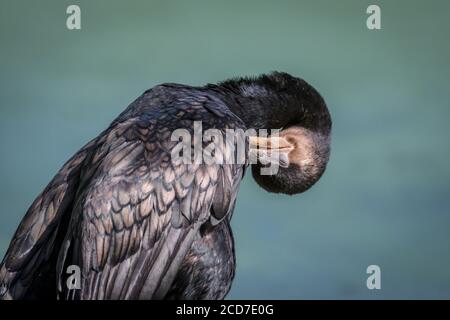 Isolated close up portrait of a Great Cormorant Bird- Israel Stock Photo