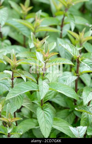 Mentha x piperita f. citrata ‘Chocolate'. Peppermint Chocolate Mint. chocolate peppermint. chocolate mint plants growing. Stock Photo