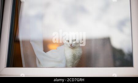 White cat looking out of window Stock Photo