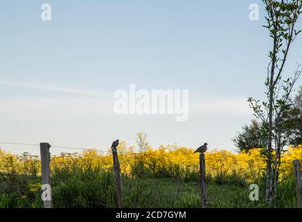 A couple of birds of the dove family sleeping on the wire deer and in the background the flowering of yellow flowers known as daisies. Rural landscape Stock Photo