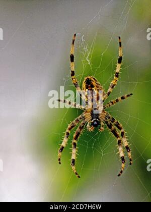 Common garden spider hooking its legs onto its web and waiting for a meal muted green background Stock Photo
